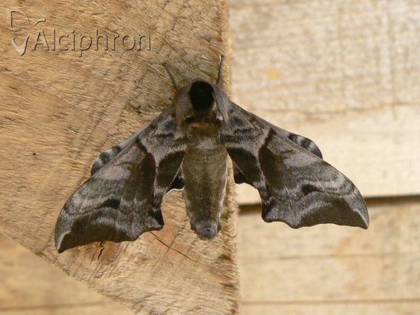 Smerinthus ocellata