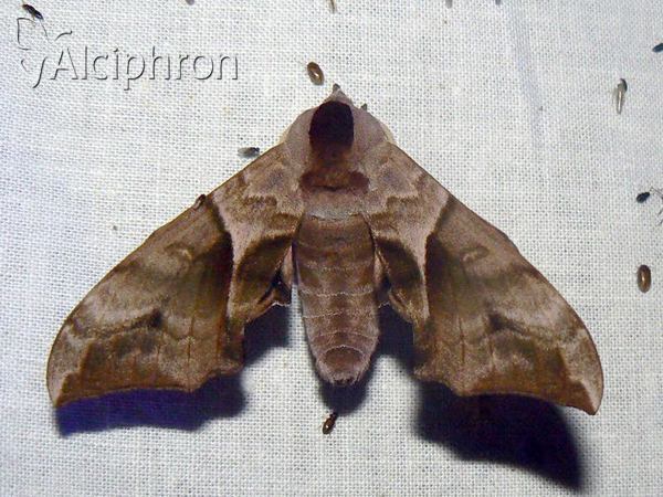 Smerinthus ocellata