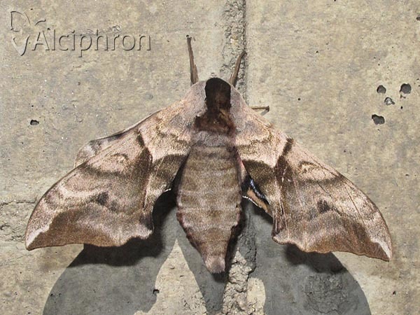 Smerinthus ocellata