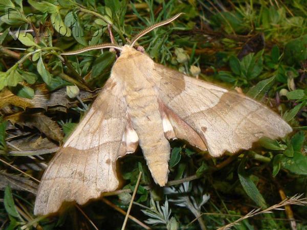 Marumba quercus