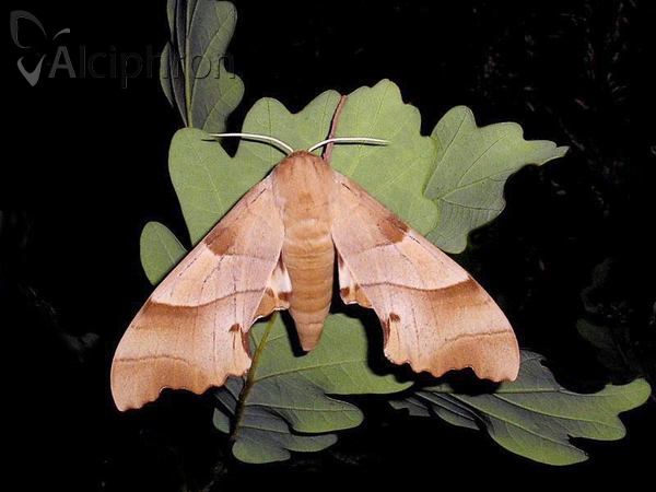 Marumba quercus
