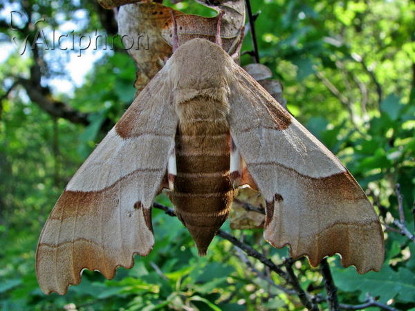 Marumba quercus