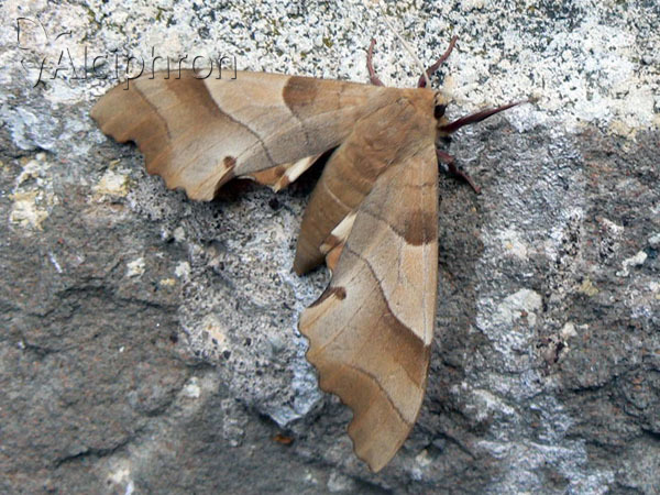 Marumba quercus