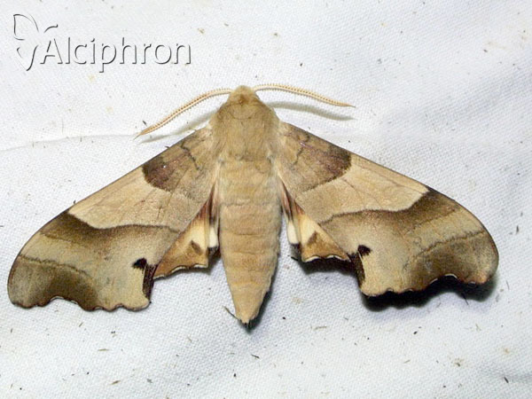 Marumba quercus