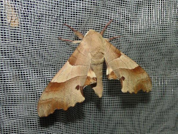 Marumba quercus