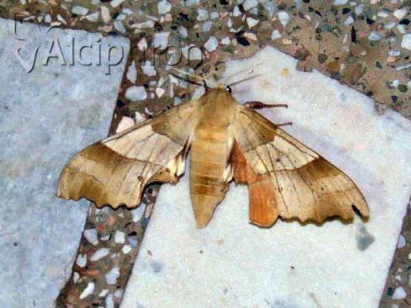 Marumba quercus