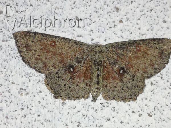 Cyclophora pendularia
