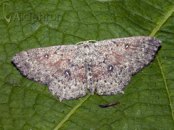 Cyclophora pendularia