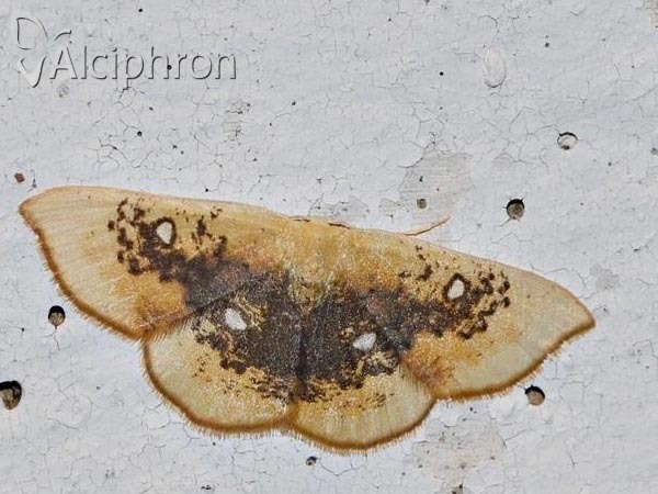 Cyclophora albiocellaria