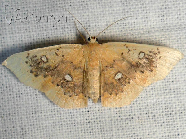 Cyclophora albiocellaria