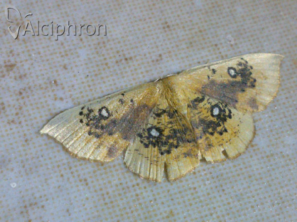 Cyclophora albiocellaria