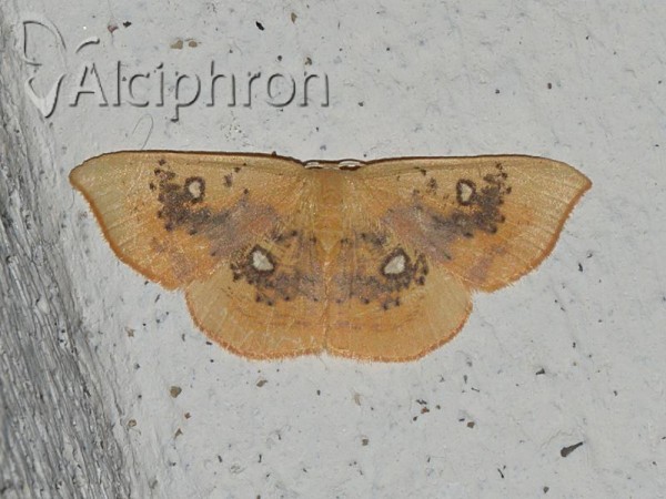 Cyclophora albiocellaria