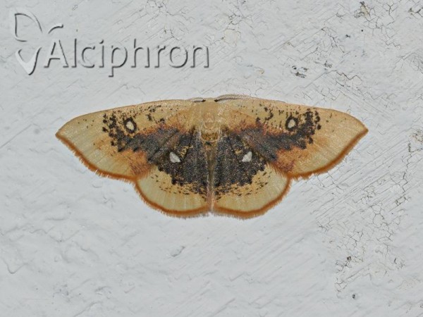Cyclophora albiocellaria