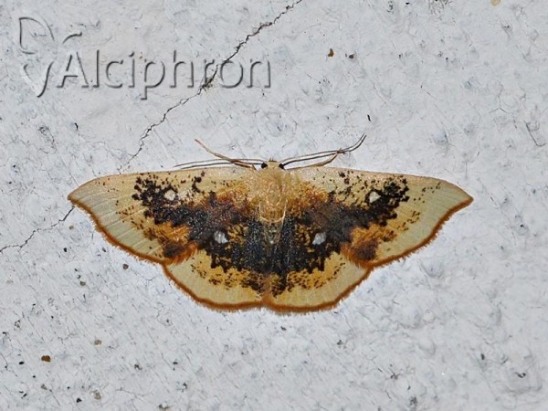 Cyclophora albiocellaria