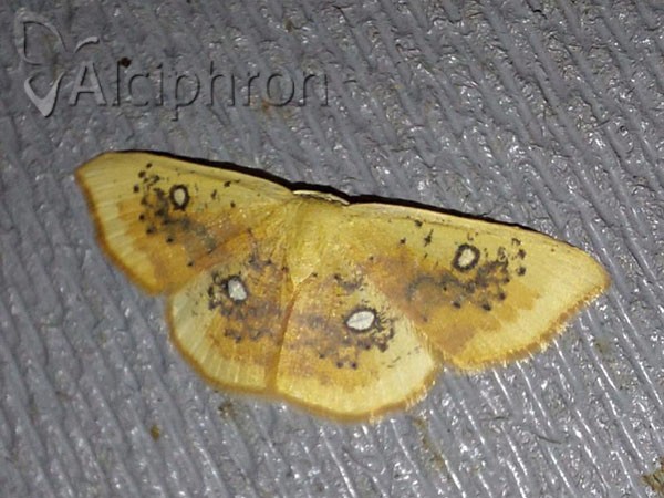 Cyclophora albiocellaria