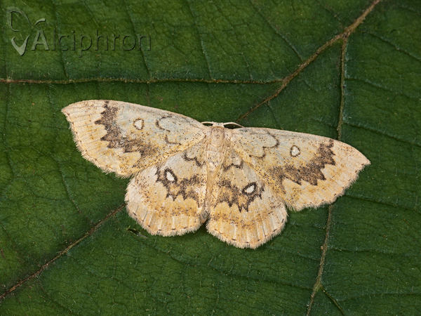 Cyclophora annularia