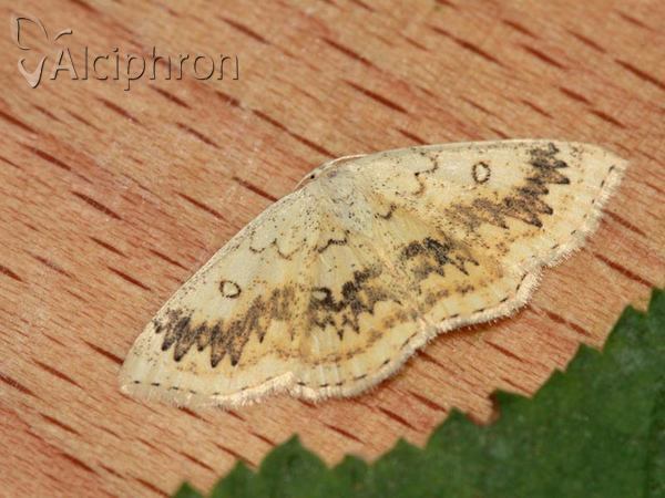 Cyclophora annularia