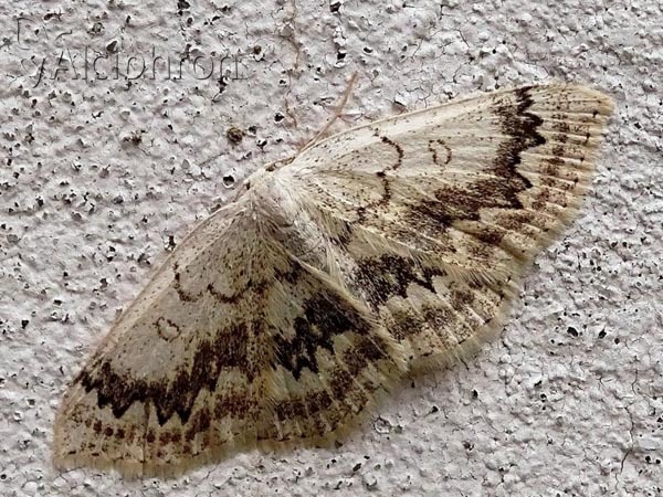 Cyclophora annularia