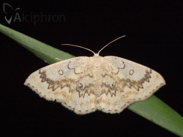 Cyclophora annularia