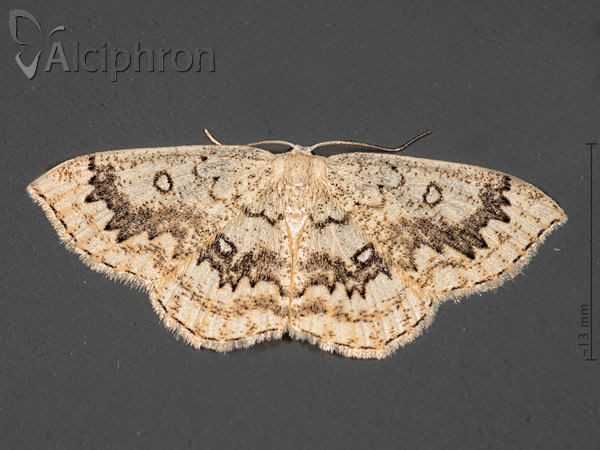 Cyclophora annularia