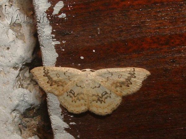 Cyclophora annularia