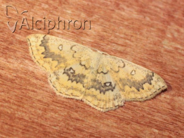 Cyclophora annularia