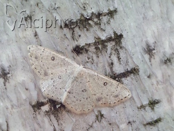 Cyclophora albipunctata