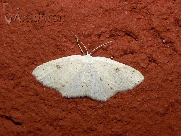 Cyclophora albipunctata