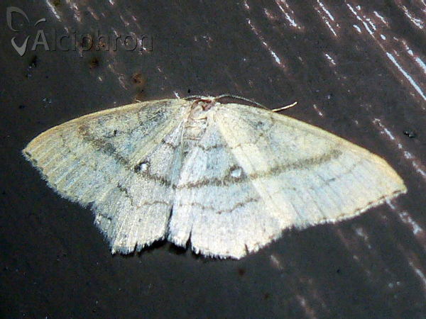 Cyclophora albipunctata