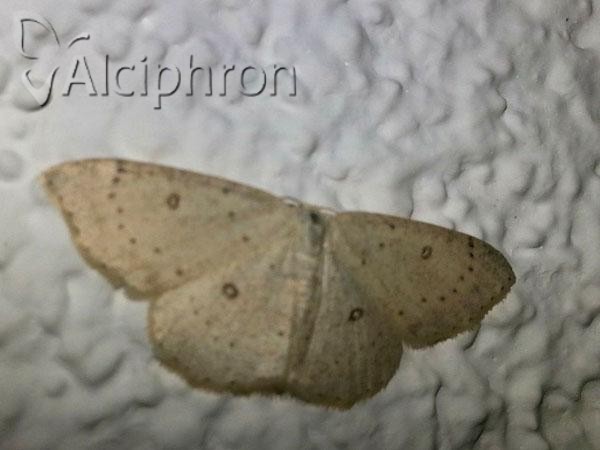 Cyclophora albipunctata
