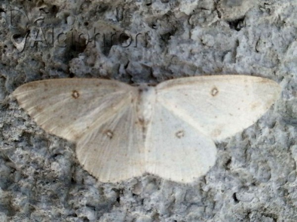 Cyclophora albipunctata