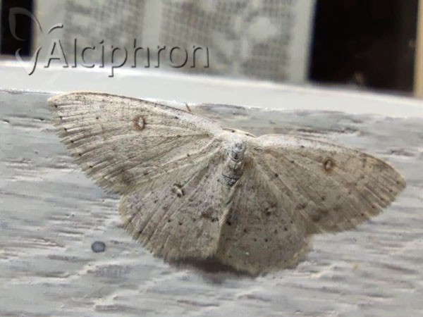 Cyclophora albipunctata