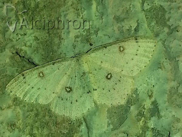 Cyclophora albipunctata