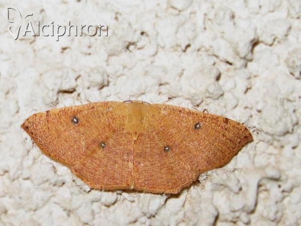 Cyclophora puppillaria