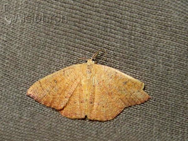 Cyclophora puppillaria