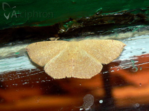 Cyclophora puppillaria