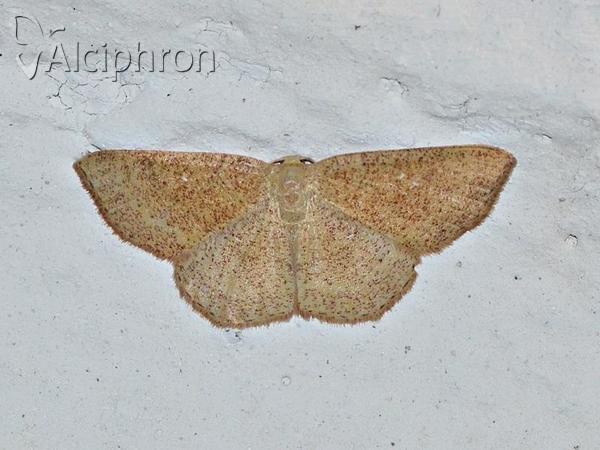 Cyclophora puppillaria
