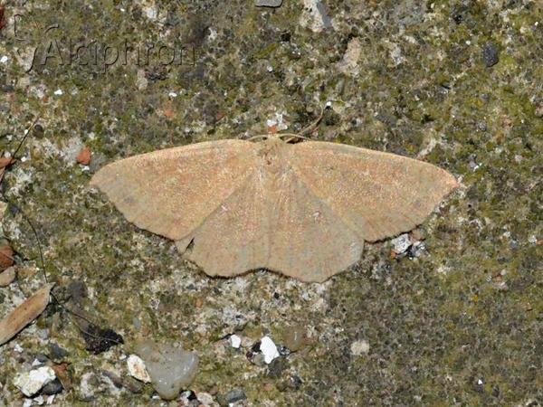 Cyclophora puppillaria