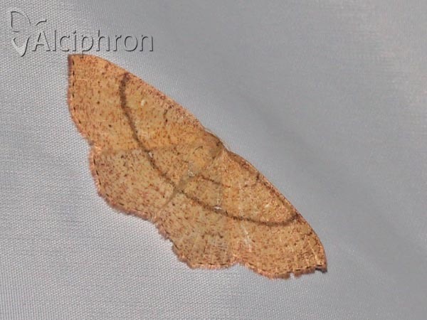 Cyclophora ruficiliaria