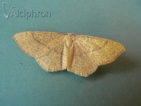 Cyclophora ruficiliaria