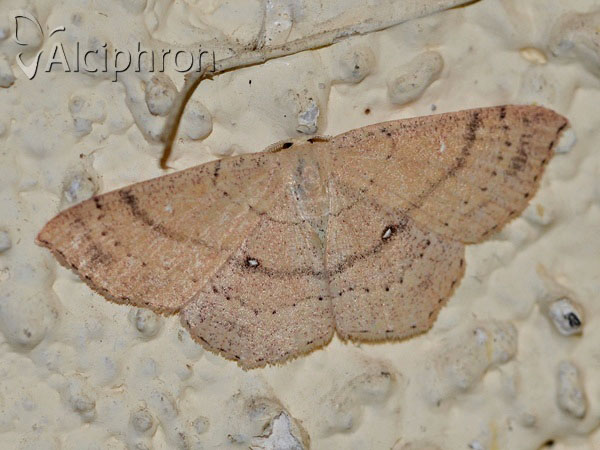 Cyclophora ruficiliaria