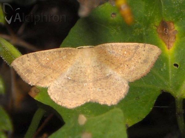 Cyclophora ruficiliaria
