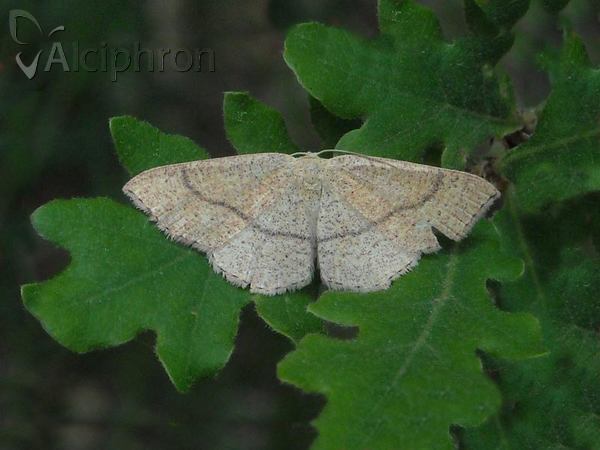 Cyclophora ruficiliaria