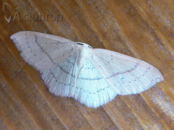 Cyclophora ruficiliaria