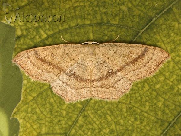 Cyclophora ruficiliaria