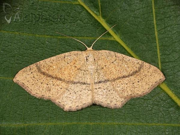 Cyclophora ruficiliaria