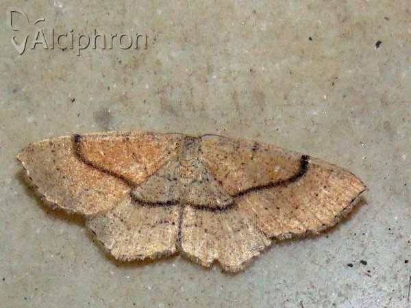 Cyclophora ruficiliaria