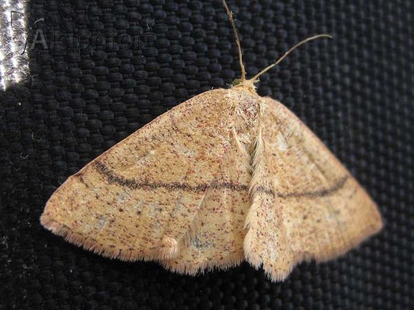 Cyclophora quercimontaria