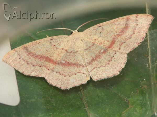 Cyclophora quercimontaria