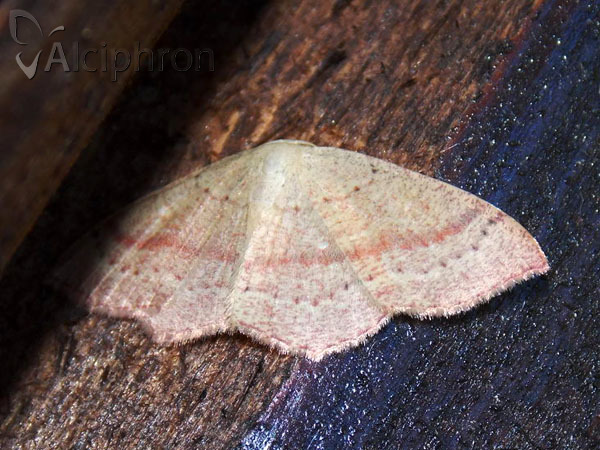 Cyclophora quercimontaria
